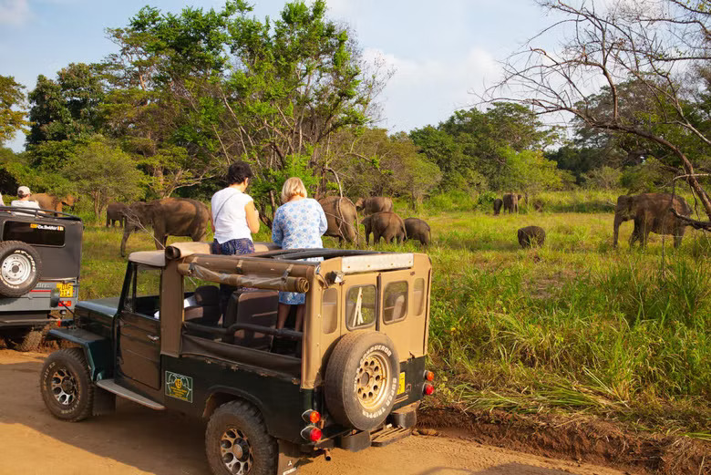 Yala National Park Safari